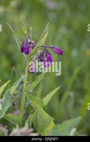 Symphytum officinale Consoude (commune), la floraison, Allemagne Banque D'Images