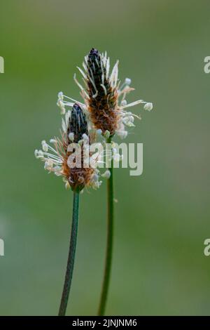 plantain de buckhorn, plantain anglais, plantain de ribwort, herbe de côtes, herbe ondulée (Plantago lanceolata), floraison, Allemagne, Rhénanie-du-Nord-Westphalie Banque D'Images