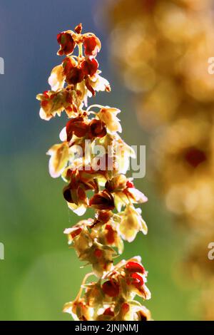 Quai à feuilles larges, quai à feuilles rondes, quai amer (Rumex obtusifolius), fleurs en contre-jour, Allemagne, Rhénanie-du-Nord-Westphalie Banque D'Images