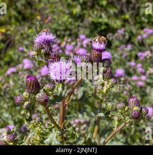 Chardon du Canada, chardon rampant (Cirsium arvense), abeilles mellifères sur un chardon du Canada, Allemagne Banque D'Images