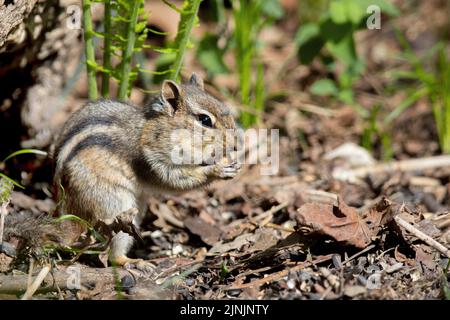 Le moindre chipmunk (Tamias minimus, Eutamias minimus, Neotamias minimus), se nourrit au sol, vue latérale, Canada, Manitoba Banque D'Images