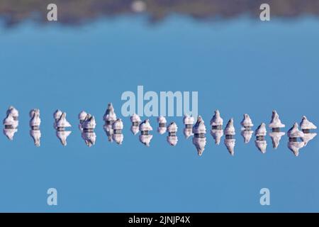 Lac Hart, dépôts de sel sur les poteaux de wodden se reflétant sur l'eau, Australie, Suedaustralien Banque D'Images