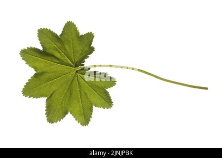 Manteau de dame commun (Alchemilla vulgaris agg.), feuille, découpé Banque D'Images