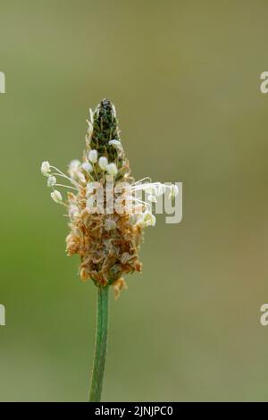 plantain de buckhorn, plantain anglais, plantain de ribwort, herbe de côtes, herbe ondulée (Plantago lanceolata), floraison, Allemagne, Rhénanie-du-Nord-Westphalie Banque D'Images