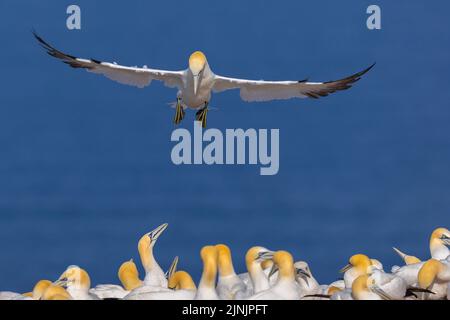 gantet du nord (Sula bassana, Morus bassanus), en vol au-dessus de la colonie, Allemagne, Schleswig-Holstein, Heligoland, NSG Lummenfelsen der Insel Banque D'Images