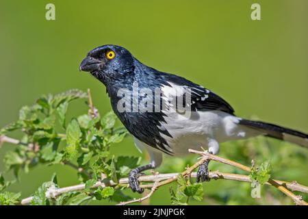 magpie tanager (Cissopis leviana), en train de se dévaler sur une branche, Brésil, Mata Atlantica, Parc national d'Itatiaia Banque D'Images