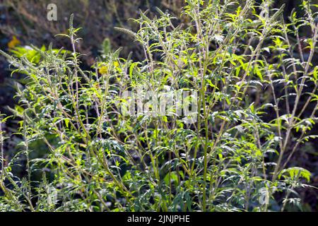 Herbe à poux annuelle, mauvaise herbe à poux, mauvaise herbe à poux, bois de millepertuis (Ambrosia artemisiifolia), avec inflorescences, Allemagne Banque D'Images