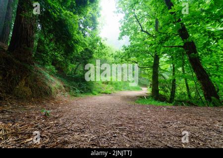 Chemin entre les grands arbres et défrichement dans la forêt avec du brouillard. Banque D'Images