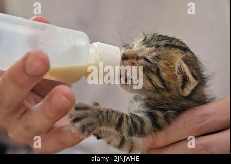 Nourrir le chat nouveau-né abandonné avec du lait de chaton Banque D'Images