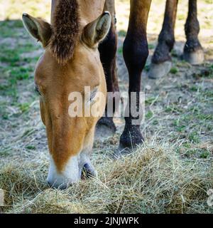 Gros plan de cheval mangeant de l'herbe au-dessus du sol tout en se reposant sur une journée chaude. Banque D'Images