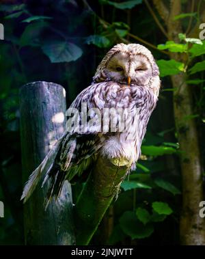 Hibou de l'aigle qui se couche sur une branche à la lumière du soir. Banque D'Images