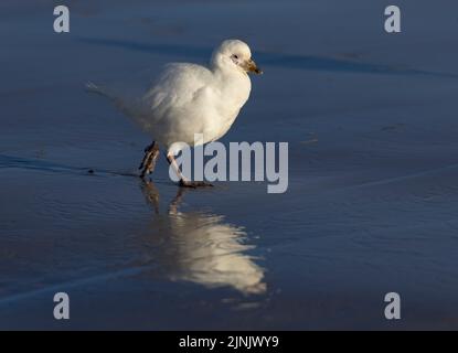 Le bec de mouton enneigé (Chionis albus) est le seul oiseau terrestre originaire de l'Antarctique. Ils migrent en hiver ; cela a été pris dans les îles Falkland Banque D'Images