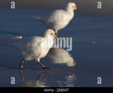 Le bec de mouton enneigé (Chionis albus) est le seul oiseau terrestre originaire de l'Antarctique. Ils migrent en hiver ; cela a été pris dans les îles Falkland Banque D'Images