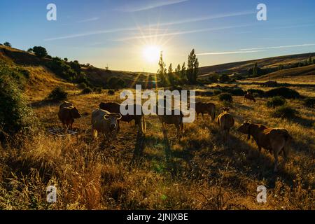 Troupeau de vaches dans le champ rétroéclairé au coucher du soleil sur les montagnes. Banque D'Images