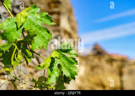 Feuilles de raisin dans la vieille ville avec ciel bleu. Banque D'Images