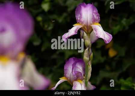 Un gros plan d'iris barbu dans un jardin avec des feuilles en arrière-plan Banque D'Images
