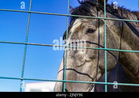 La tête du cheval derrière les barres de fer. Banque D'Images