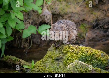 Royaume-Uni Wild Watervole perché sur un rocher face à l'appareil photo Banque D'Images