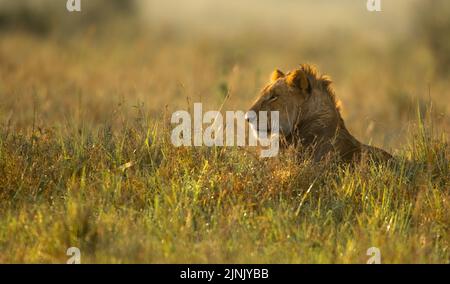 Jeune Lion en herbe longue - chasse Banque D'Images