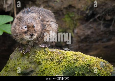 Royaume-Uni eau Vole rare perché sur un rocher dans le ruisseau Banque D'Images