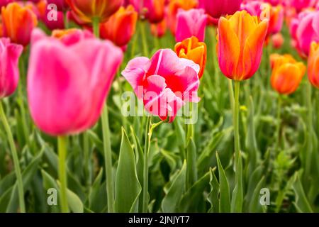 Tulipes colorées sur un champ de tulipes au printemps, foyer sélectif Banque D'Images