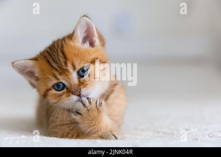 Joli tabby écossais cheveux courts or chaton. Le chaton rêvant est couché sur un lit sous une couverture blanche et chaude. Les animaux de compagnie dorment dans une maison confortable. Paw de licks de chaton. Amusant Banque D'Images