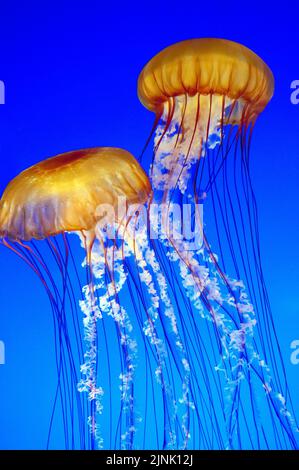 Gelées d'ortie de mer (Chrysaora fuscescens) dérivant en eau bleue, Californie, États-Unis, Océan Pacifique Banque D'Images