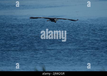 Grand héron bleu volant bas au-dessus de l'eau vers l'appareil photo Banque D'Images