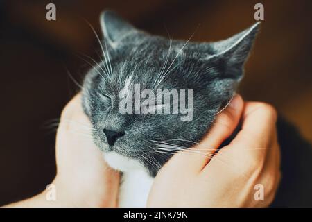 Le propriétaire touche doucement le chat domestique gris mignon avec ses mains, qui a fermé ses yeux avec plaisir. Amour pour les animaux. Animal de compagnie préféré. Banque D'Images