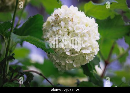 Fleurs blanches arrondies de l'usine de Viburnum dans le jardin Banque D'Images