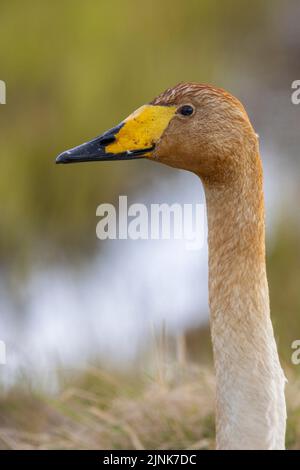 Whooper Swan (Cygnus cygnus), gros plan d'un adulte, région de l'Ouest, Islande Banque D'Images