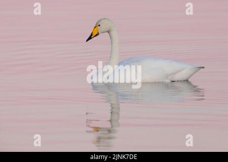 Whooper Swan (Cygnus cygnus), nage des adultes dans l'eau, région du Nord-est, Islande Banque D'Images