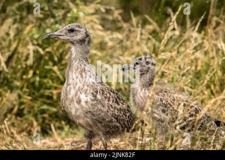 Deux poussins de mouettes à dos noir de moindre importance se tenaient dans l'herbe longue, Inchcolm Banque D'Images