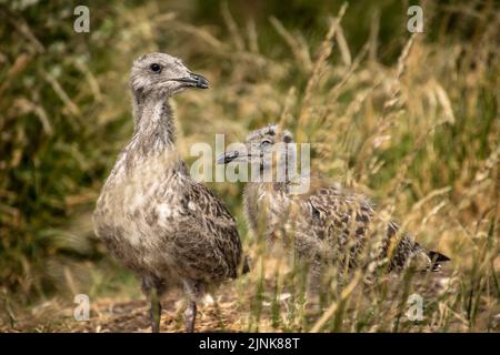 Deux poussins de mouettes à dos noir de moindre importance se tenaient dans l'herbe longue, Inchcolm Banque D'Images