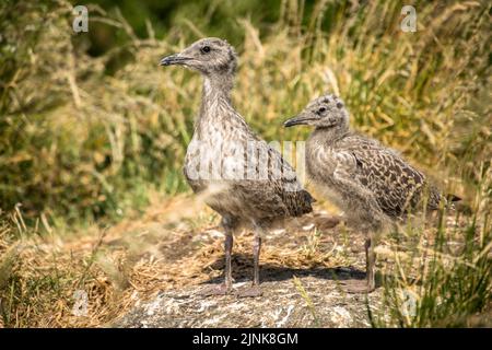 Deux poussins de mouettes à dos noir de moindre importance se tenaient dans l'herbe longue, Inchcolm Banque D'Images