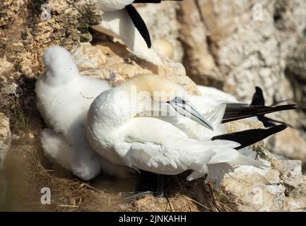 Les falaises de craie de Bempton, sur la côte du Yorkshire, constituent un site de nidification idéal pour de nombreux oiseaux de mer. C'est le seul site de nidification continental en Angleterre Banque D'Images