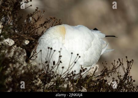 Les falaises de craie de Bempton, sur la côte du Yorkshire, constituent un site de nidification idéal pour de nombreux oiseaux de mer. C'est le seul site de nidification continental en Angleterre Banque D'Images