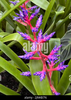 Un cliché vertical d'une fleur de tango bleu d'Aechmea dans un jardin botanique à la lumière du jour Banque D'Images