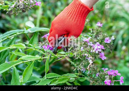 le jardinier en gants rouges fait élaguer avec des sécateurs fleurs de phlox décolorées Banque D'Images