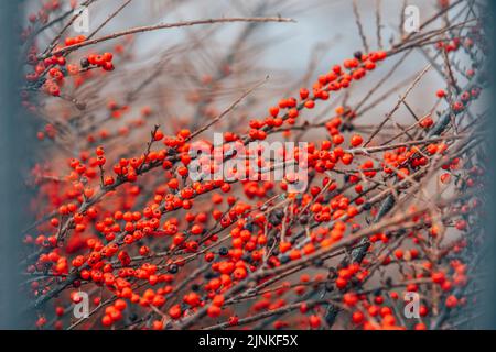 Gros plan d'une branche d'une Cotonoster de baies rouges isolée sur fond flou Banque D'Images