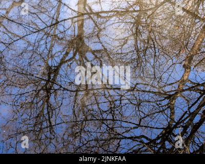 Réflexion des branches d'arbres d'hiver dans la rivière Bollin à Styal Country Park, Wilmslow, Cheshire, Royaume-Uni Banque D'Images