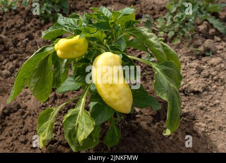 Deux poivrons jaunes poussent sur une petite plante Banque D'Images