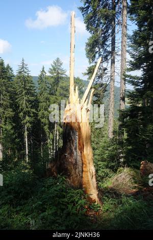 arbre, bois mort, brise-vent, arbres, bois morts, coupures de vent Banque D'Images