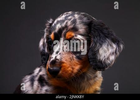 Mignon Dapple Dachshund chiot chien isolé sur un fond noir Banque D'Images