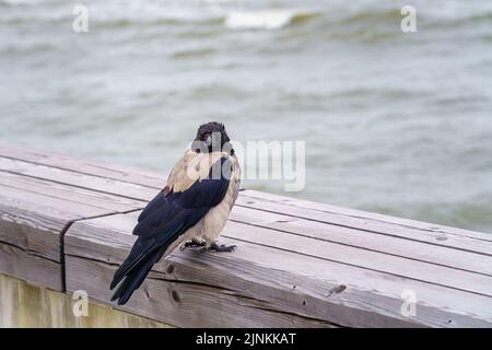 Grand corbeau gris perché sur un banc près de la mer et regardant la caméra. Banque D'Images