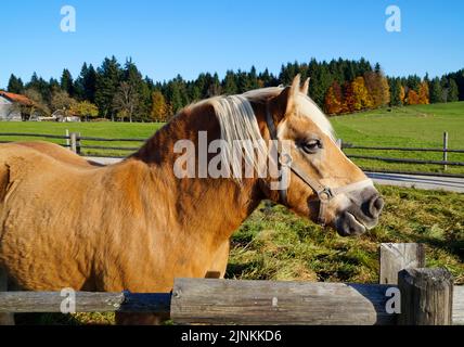 Une jument blonde palomino regardant les passants sur la prairie près de l'église de pèlerinage de Wies (allemand: Wieskirche) à Steingaden (Bavière, germe Banque D'Images