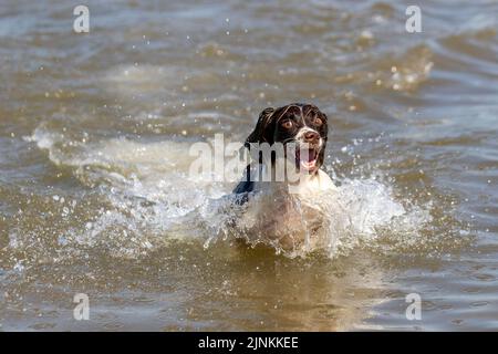 Anglais Cocker Espagnol dans la mer à Southport, Merseyside Royaume-Uni Météo 12 AOÛT 2022. Une journée de hot dogs dans les vagues lors d'une journée d'été intense sur la côte nord-ouest, alors que LUDA, un Cocker anglais de trois ans, se rafraîchit dans la mer pendant la marée haute à Southport. Credit ; MediaWorldImages/AlamyLive News. Banque D'Images