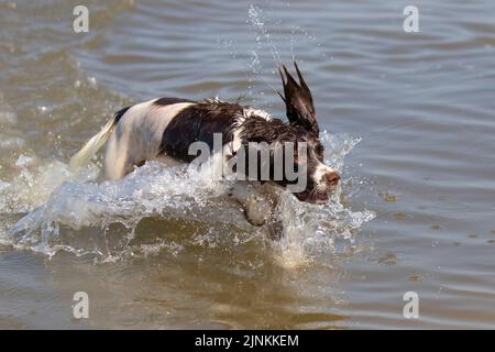 Anglais Cocker Espagnol dans la mer à Southport, Merseyside Royaume-Uni Météo 12 AOÛT 2022. Une journée de hot dogs dans les vagues lors d'une journée d'été intense sur la côte nord-ouest, alors que LUDA, un Cocker anglais de trois ans, se rafraîchit dans la mer pendant la marée haute à Southport. Credit ; MediaWorldImages/AlamyLive News. Banque D'Images