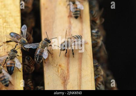 Macro gros plan d'une abeille sur la partie en bois de la ruche parmi la colonie d'abeilles. Banque D'Images