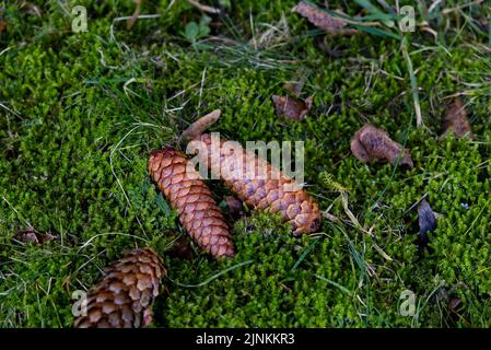 Un gros plan de cônes d'épinette de Norvège sur l'herbe verte. Banque D'Images